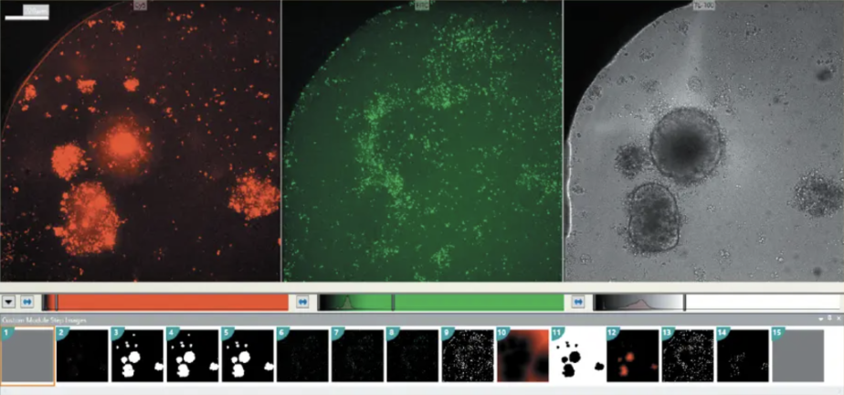 T-cells and 3D Cell Models 