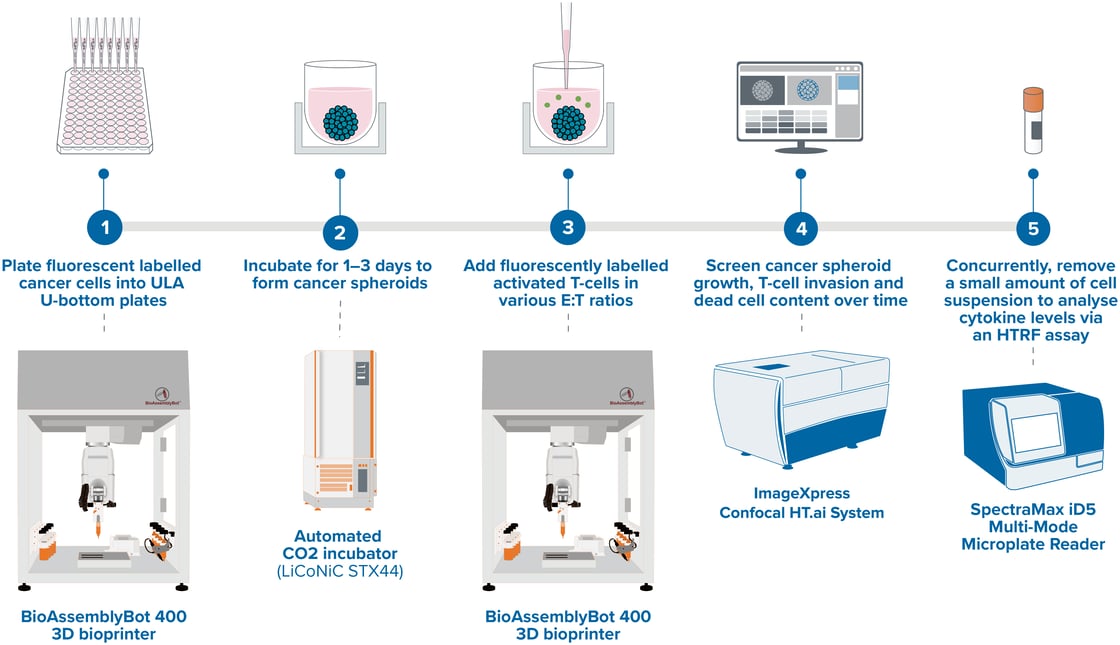 T-cell invasion-BAB400-workflow_20240418 (1)