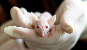animal-testing-in-drug-development