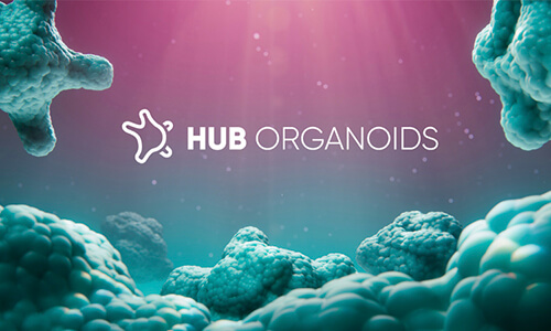 hub-organoids
