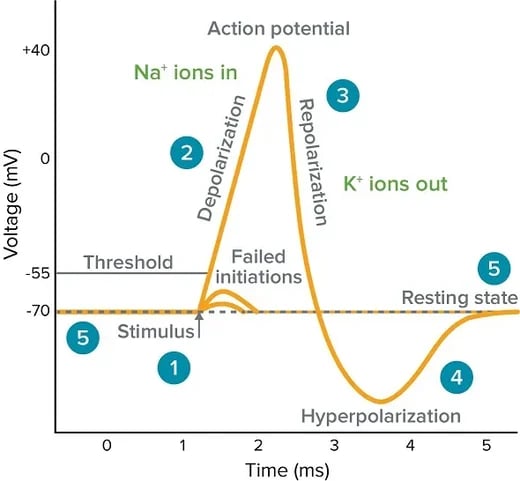 Action Potential